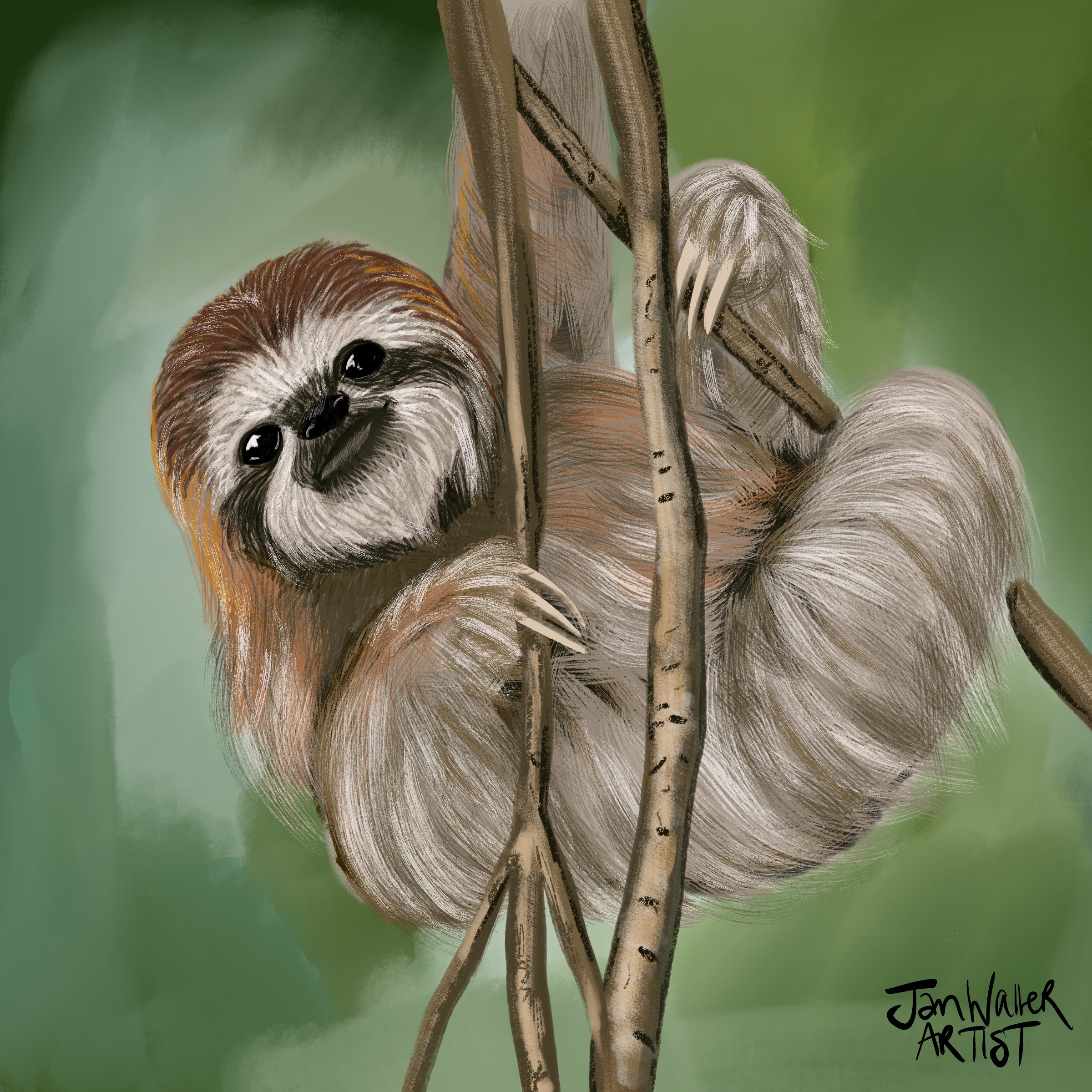 Sloth Study