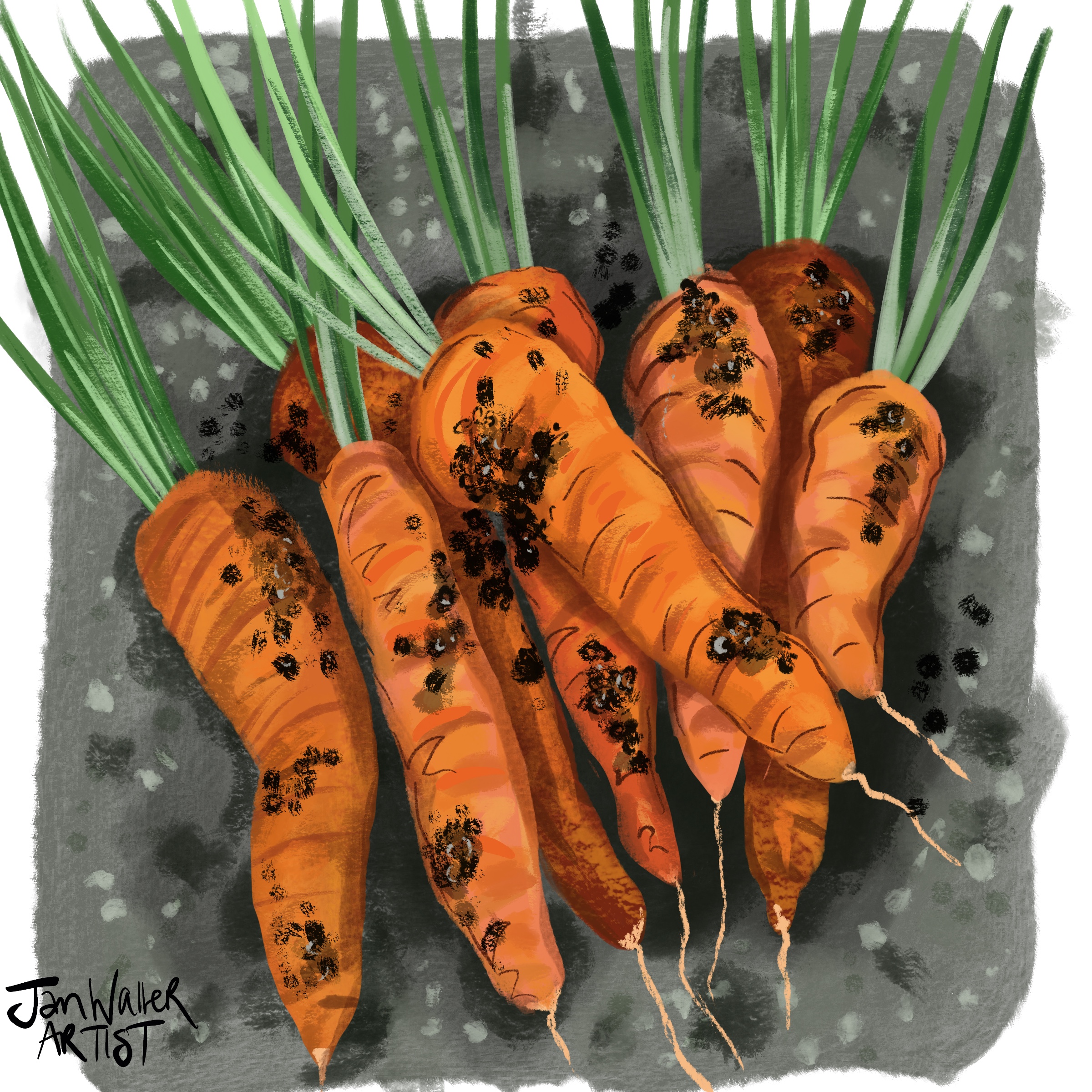 Carrots editorial illustration 